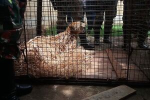 Vídeo: Após 24 horas, onça-parda é resgatada de árvore