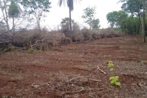 Parceria entre PMA e MPE reforça combate ao desmatamento no Estado