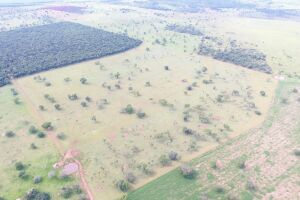 Operação Cervo do Pantanal aplica R$ 568 mil em multas por desmatamento em MS