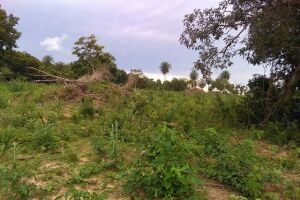 Pecuarista é multado por desmatamento ilegal para plantio de pastagem