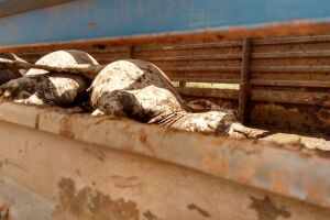 Quatro são presos por furtar gado em Mineiros GO