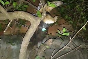 Tamanduá-mirim é capturado em quintal de casa em MS