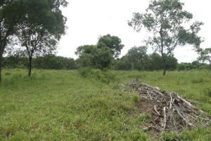 Fazendeiro é autuado por desmatamento ilegal durante a operação Cervo-do-Pantanal