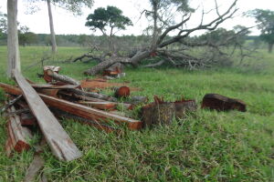 PMA autua pecuarista por derrubada ilegal de árvores para exploração de madeira