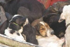 Ex-prefeito acusado de matança de cães é condenado a 20 anos