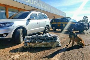 Trio de cães ajudou a farejar droga em carro de luxo