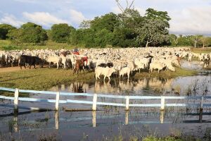 Cheia média isolou 2.500 ribeirinhos no Pantanal