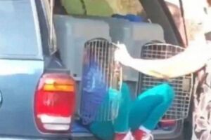 VÍDEO: mulher é presa por transportar netos em gaiola para cães