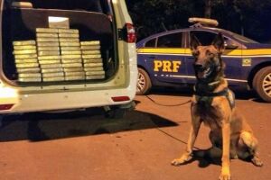 Cães farejadores encontram droga em fundo falso de carro