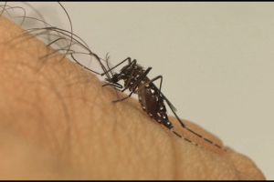 Dengue já matou 77 pessoas no Brasil este ano