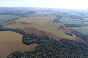 Fazendeiro leva multa de R$ 47 mil por desmatamento ilegal em áreas de vegetação nativa