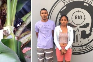'Casal do crime' que utilizava plantação no quintal para esconder droga é preso