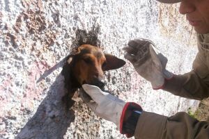 Bombeiros resgatam cachorro que prendeu a cabeça em buraco de muro