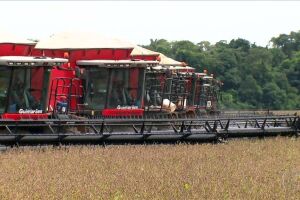 Justiça ameaça proibir herbicida usado na soja
