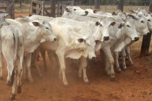 SAD realizará leilão presencial de 47 bovinos em Aquidauana