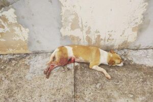 Cães são queimados e esfaqueados pelo dono na Capital; após denúncia, animais são resgatados