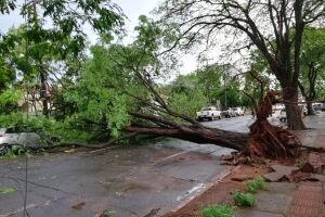 Perigos da chuva: árvores caem e deixam trânsito e pedestres em risco na Capital
