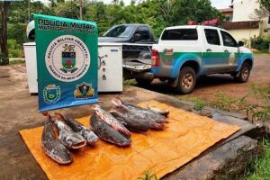 PMA autua infrator em R$ 1,8 mil por comercializar pescado ilegal e apreende 57 kg de peixe