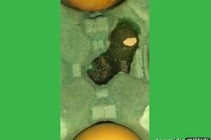 VÍDEO: cliente aproveita promoção e ‘ganha larvas’ em caixa de ovos