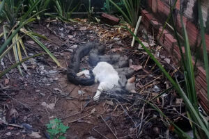 Cobra invade quintal e mata gato dentro de residência