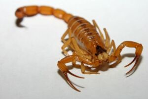 Criança é picada por escorpião em escola municipal