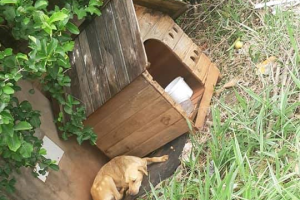 Cachorro é abandonado em porta de igreja com casinha e ração