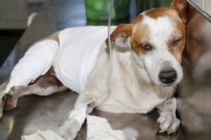 Cão baleado em tiroteio espera mais de 20 horas por cirurgia