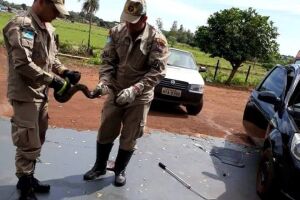 Bombeiros capturam jiboia em motor de carro em MS