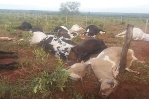 História que se repete: 19 bovinos mortos por raio em assentamento de MS
