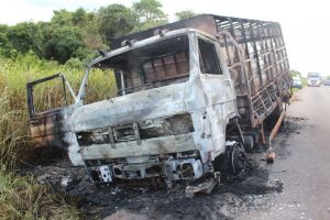 Caminhão carregado com gado pega fogo após pane, mas motorista consegue soltar animais