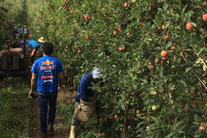 Funtrab recadastra indígenas para trabalhar na colheita de maçã em SC e RS