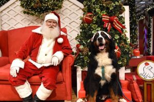 Shoppings inovam e oferecem 'trono pet' em decoração de Natal para animais de estimação