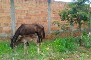 Égua e filhote são abandonados em bairro de Campo Grande