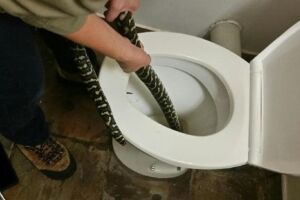 'Olha a cobra': mulher é picada por serpente ao usar vaso sanitário