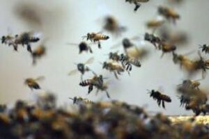 Após ataque de abelhas, idosa morre em MS