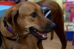 CCZ promove primeira feira de adoção de cães e gatos do ano