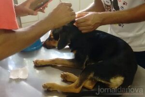 Cãozinho foi socorrido por voluntários, mas morreu