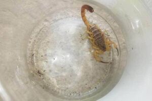 Depois de campanha de combate à dengue, vereador faz alerta para infestação de escorpiões