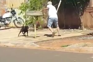 VÍDEO: idoso amarra cachorro em lixeira e o espanca em MS; caso revolta moradores