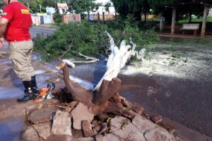 Após chuva e rajadas de vento, árvore cai, mas ninguém fica ferido