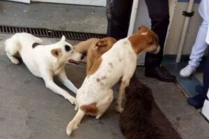 'Melhores amigos': cachorrinhos esperam morador de rua enquanto dono é tratado em hospital