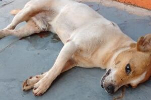 Cão morre em frente a clínica veterinária e local é acusado de negar socorro por ser animal de rua