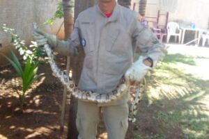 'Olha a cobra": jiboia é capturada em quintal de residência em MS