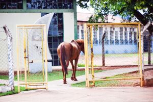 ‘Morando’ na rua, cavalo visita biblioteca e passeia entre carros em Aquidauana