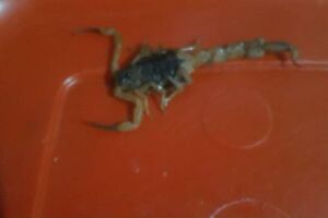 Uma pessoa é picada por escorpião por dia em Paranaíba