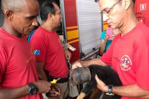 Dona de cão pede ajuda aos bombeiros depois de filhote ficar com a cabeça presa em lata