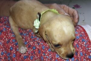 Ladrões invadem residência e levam cão labrador em tratamento veterinário