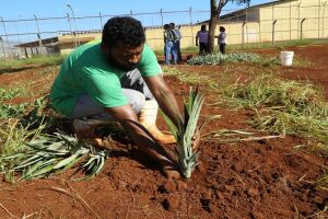 Detentos do semiaberto de Dourados iniciam plantio de abacaxi para o Banco de Alimentos do Município