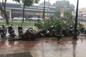 Chuva forte derruba árvores e deixa ruas alagadas em Dourados
