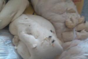 'Recheio surpresa': padaria é interditada pelo Procon por armazenar pão com baratas e moscas